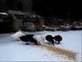 The Ducks of Winter