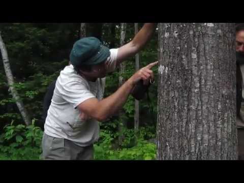 how to know edible mushrooms