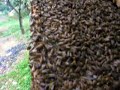 China Lychee Bee Farm part 1 of 2 China Lychee Bee Farm part 1 of 2