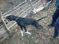 Av köpek eğitimi – Bulgaristan