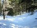 through the trees at breck