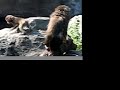 Snow Monkeys Swimming Snow Monkeys Swimming