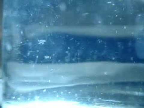 Zooplâncton da Baía de Guanabara