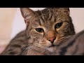 Видеообзор Canon EF-S 18-135mm f/3.5-5.6 IS STM