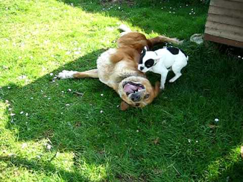 bulldogfrances