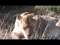 irritable mother lioness lashes out