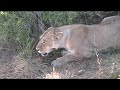 irritable mother lioness lashes out