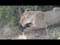 irritable mother lioness lashes out