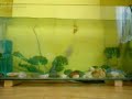Piranha Vs Japon