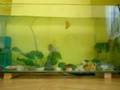 Piranha Vs Japon