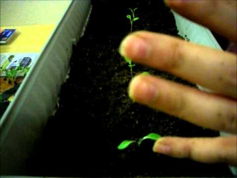 how to transplant lettuce plants