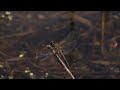 Les terres humides (60 secondes)