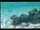 Moorea underwater