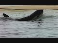 Loro Parque