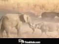 elefante vs rinoceronte