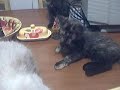 Three Kittens On Table & One Cat