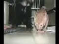 Kitty Defends His Food! Kitty Defends His Food!