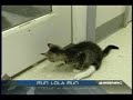 Lola the kitten who walks on her front paws Lola the kitten who walks on her front paws
