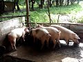 atrapando el cochino