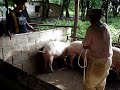 atrapando el cochino