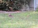 rabbit backyard two
