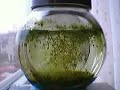 Ecosphere, closed ecosystem