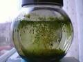 Ecosphere, closed ecosystem