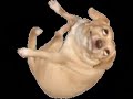 Dog – Dog