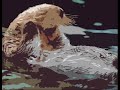 een lofzang op harde porno. het plaatje van de otter heeft er niets mee te maken, maar zo kon ik het tenminste uploaden