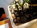 my-irrigation-watering-diy-centrifugal-water-pump.html