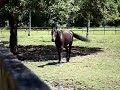 Cavalos felizes no piquete 2