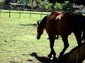 Cavalos felizes no piquete 2