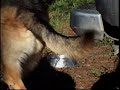 Birds sneak dog food from Lobo's bowl on a camping trip.
