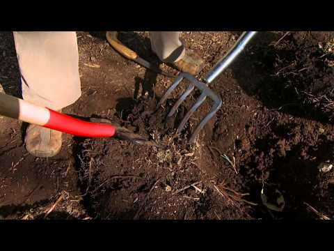 how to dig up plants and replant