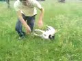 Almanyanin en saf kangal yavrusu...3 aylik canavar Almanyanin en saf kangal yavrusu...3 aylik canavar