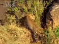 mother-leopard-searches-for-cubs-after-hyena-attack-bbc-wildlife.html