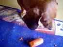 The Carrot-Eating Dachshund The Carrot-Eating Dachshund
