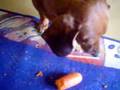 The Carrot-Eating Dachshund
