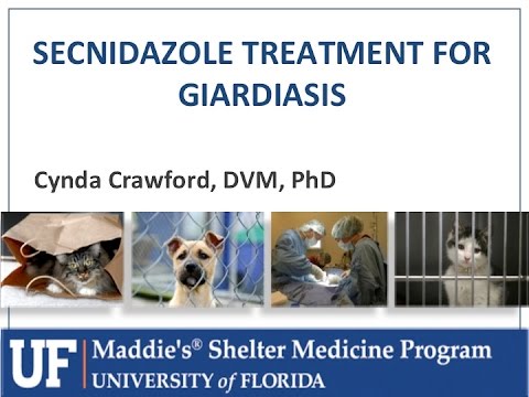 how to treat giardia in dogs