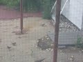 mouse sneaking popcorn