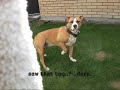 Guarding dog