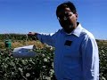 Insect pheromone traps