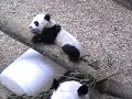 Here Comes Mei Lan! Here Comes Mei Lan!
