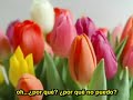 Somewhere over the rainbow - Sub Español Somewhere over the rainbow - Sub Español