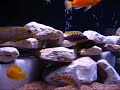 New African Cichlid Setup - April 2007