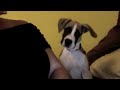 Click here to watch this video Dog sings to Bob Moog Google Doodle Synthesizer