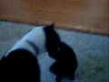 Beagle video