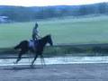 Power In Truth and Quarters Gallop