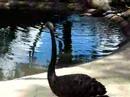 beautiful black australian bird