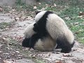 Three pandas